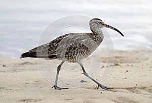 Eastern curlew photo
