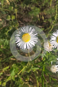 Eastern Daisy Fleabane