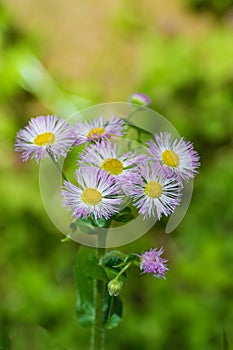 Eastern Daisy Fleabane, Erigeron annuus