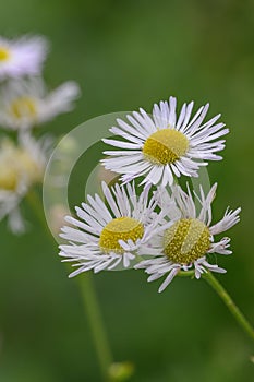 Annual fleabane Erigeron annuus, white flowers with a yellow center in close-up photo
