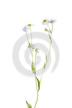 Eastern daisy fleabane (Erigeron annuus) isolated on white