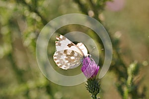 Eastern Dappled Butterfly