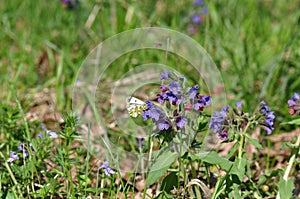 Eastern Dappled White