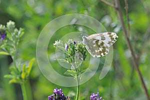 Eastern Dappled White