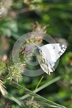 Eastern Dappled White