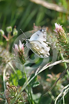 Eastern Dappled White