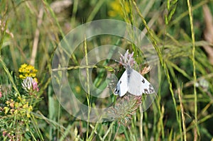 Eastern Dappled White