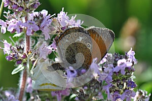 Eastern Dappled White