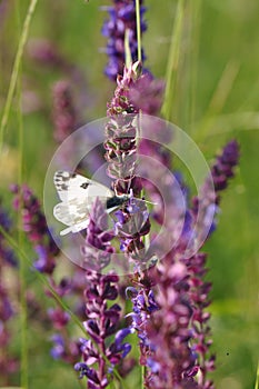 Eastern Dappled White