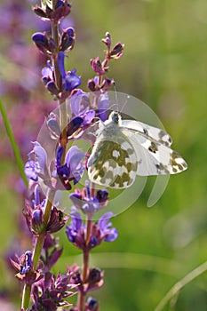 Eastern Dappled White