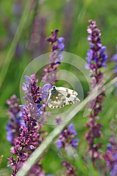 Eastern Dappled White