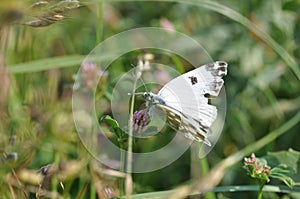 Eastern Dappled White