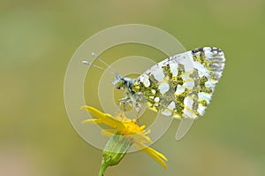 The eastern dappled white butterfly, Euchloe ausonia