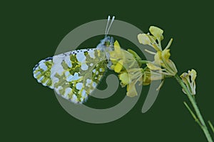 An Eastern dappled white butterfly on a yellow cabbage flower