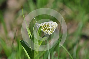 Eastern Dappled White