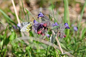 Eastern Dappled White