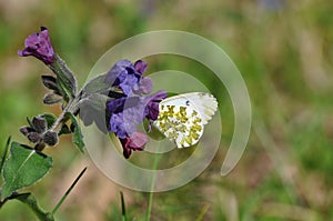 Eastern Dappled White