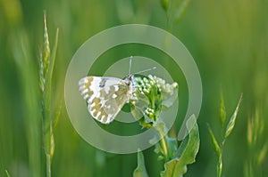 Eastern Dappled White