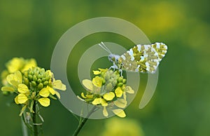 An Eastern dappled white butterfly on a yellow flower