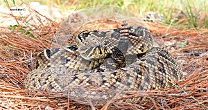 Eastern diamond back rattle snake