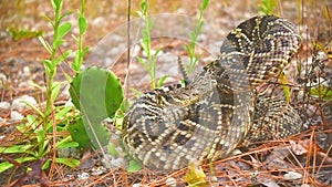 Eastern diamond back rattle snake profile