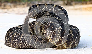 Eastern diamond back rattlesnake crotalus adamanteus coiled in defensive strike pose with tongue out