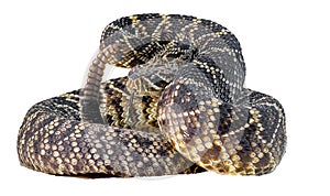 Eastern diamond back rattlesnake - crotalus adamanteus - coiled in defensive strike pose with tongue out;  isolated cutout on