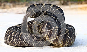 Eastern diamond back rattlesnake crotalus adamanteus coiled in defensive strike pose with tongue out photo