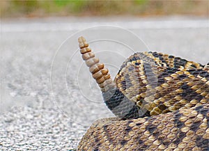 Eastern Diamondback rattle snake, rattler or rattlesnake - Crotalus adamanteus - close up of rattle while crossing paved road