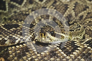 Eastern Diamondback Rattlesnake