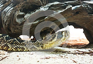 Eastern Diamondback rattlesnake