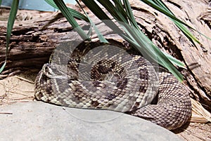 Eastern diamondback rattlesnake