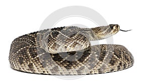 Eastern diamondback rattlesnake