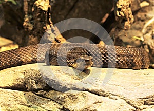 Eastern Diamondback Rattlesnake