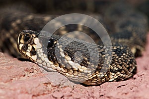 Eastern diamondback rattlesnake Crotalus adamanteus photo