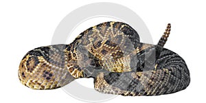 Eastern diamondback rattlesnake - crotalus adamanteus - coiled in strike pose, tongue out and up, rattle next to head. photo