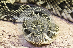 Eastern diamondback rattlesnake (Crotalus adamanteus) photo