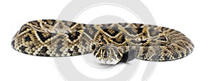 Eastern Diamondback rattlesnake - crotalus adamanteus isolated on white background front profile view of head with tongue out photo