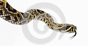 Eastern Diamondback rattlesnake - crotalus adamanteus isolated on white background side profile view of head with tongue out photo