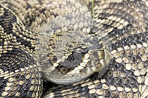 Eastern Diamondback Rattlesnake. Crotalus adamanteus native to Southeastern United States photo