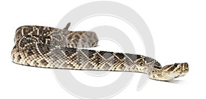 Eastern diamondback rattlesnake - Crotalus adamanteus , poisonous