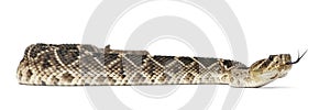 Eastern diamondback rattlesnake - Crotalus adamanteus , poisonous photo