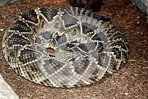 Eastern diamondback rattlesnake (Crotalus adamanteus) in a zoo : (pix Sanjiv Shukla) photo