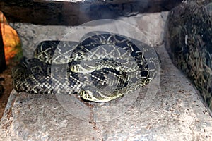 Eastern diamondback rattlesnake (Crotalus adamanteus) in a zoo : (pix Sanjiv Shukla)