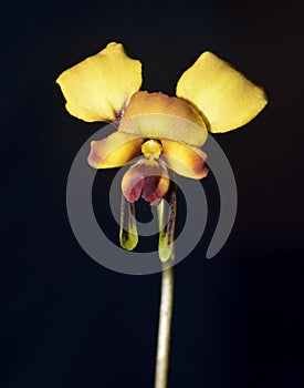 Eastern Diuris Orchid