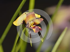 Eastern Diuris Orchid