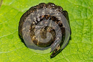 Eastern Dobsonfly Hellgrammite - Corydalus cornuttus