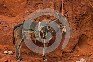 Eastern donkey on a leash animal slave concept photography in Eastern sand stone wilderness Arabian entourage environment