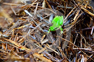 Eastern Dwarf Tree Frog