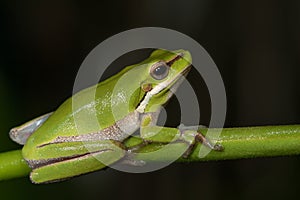 Eastern dwarf tree frog (Litoria fallax) photo